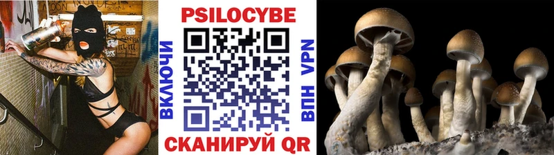 Псилоцибиновые грибы Psilocybine cubensis Печора